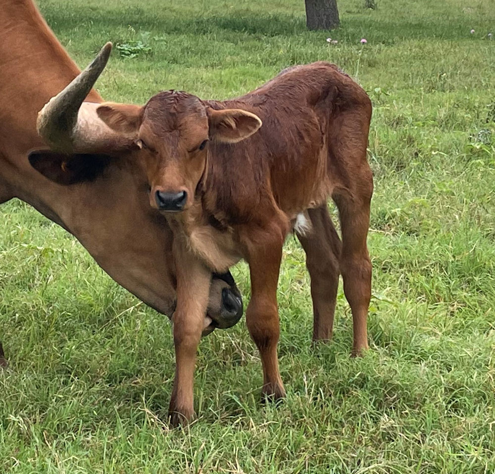 Texas Longhorn bull calf