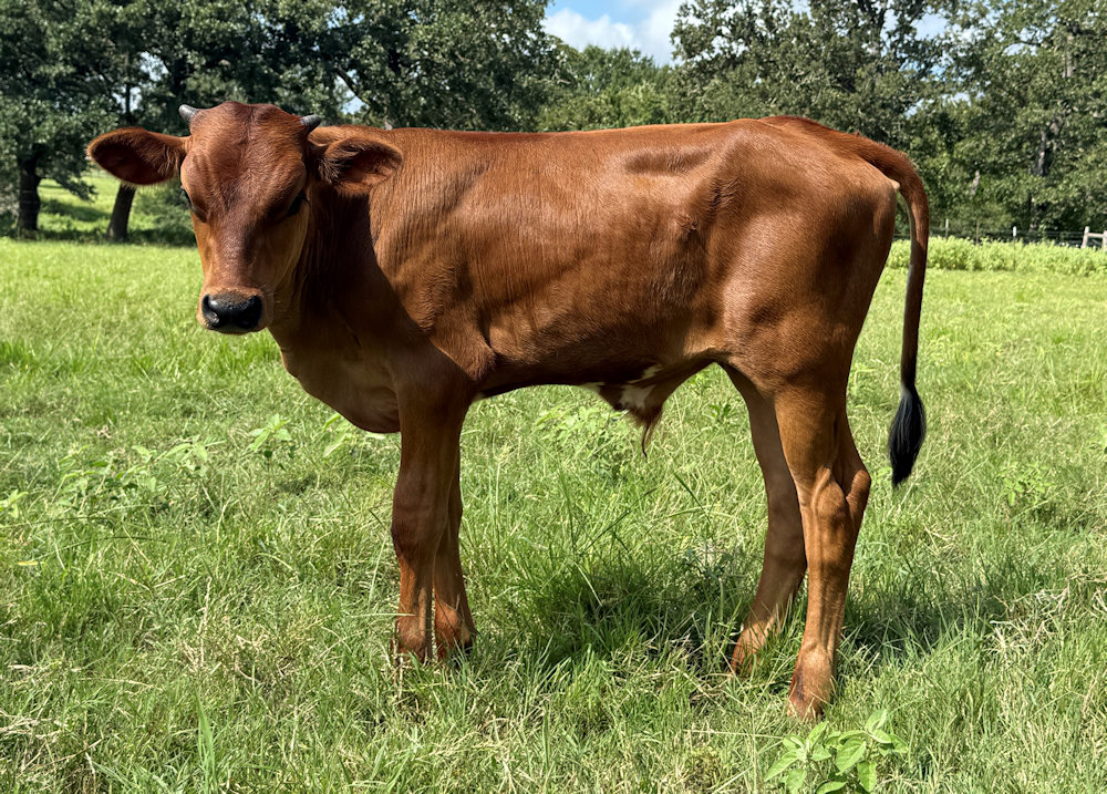 Texas Longhorn bull calf - Star Ferrari
