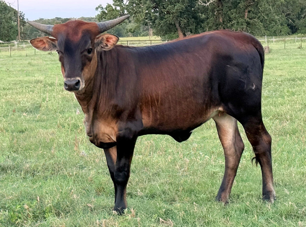 Texas Longhorn heifer - Star Intuition