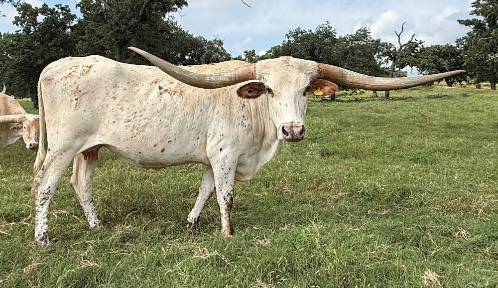 Texas Longhorn brood cow - Stray Kitty