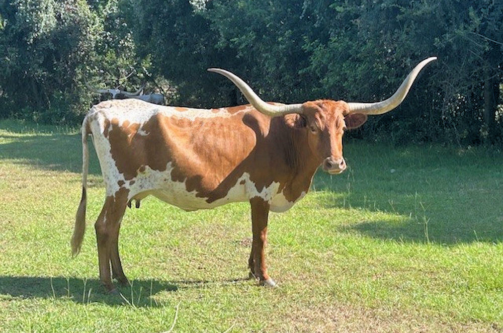 Texas Longhorn brood cow - TC Gazelles A Star