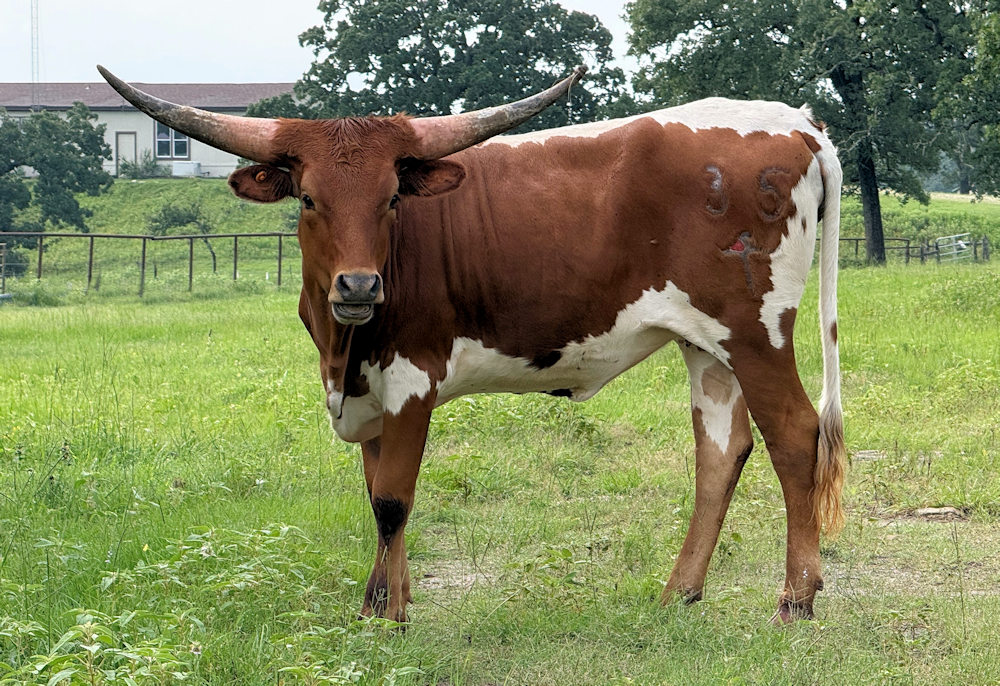 Texas Longhorn heifer - TC Gorgeous Gabriella