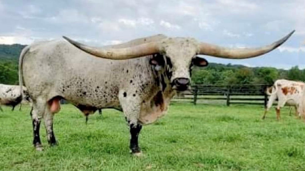 Texas Longhorn herd sire - Tuff Cowboy DC