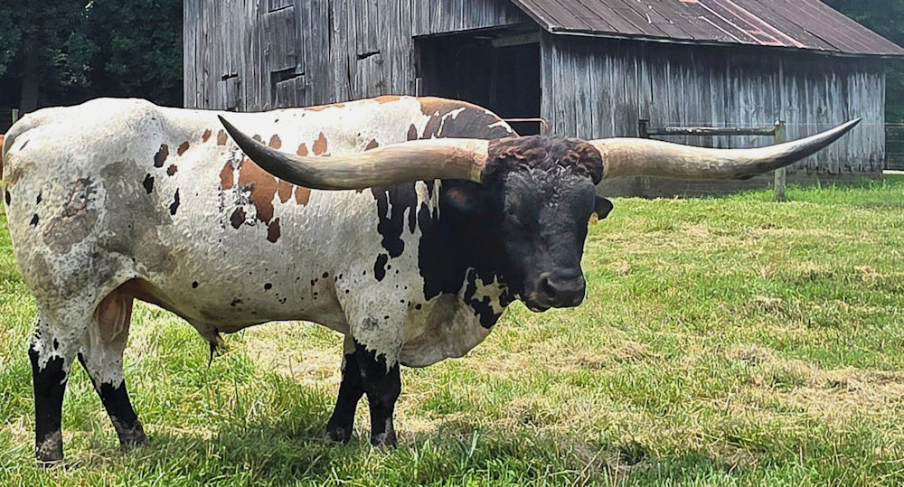 Texas Longhorn Herd Sire - N8ive Legendz