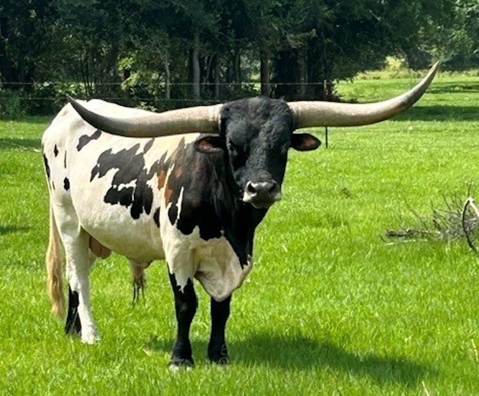 Texas Longhorn Herd Sire - TC River Runs Wild