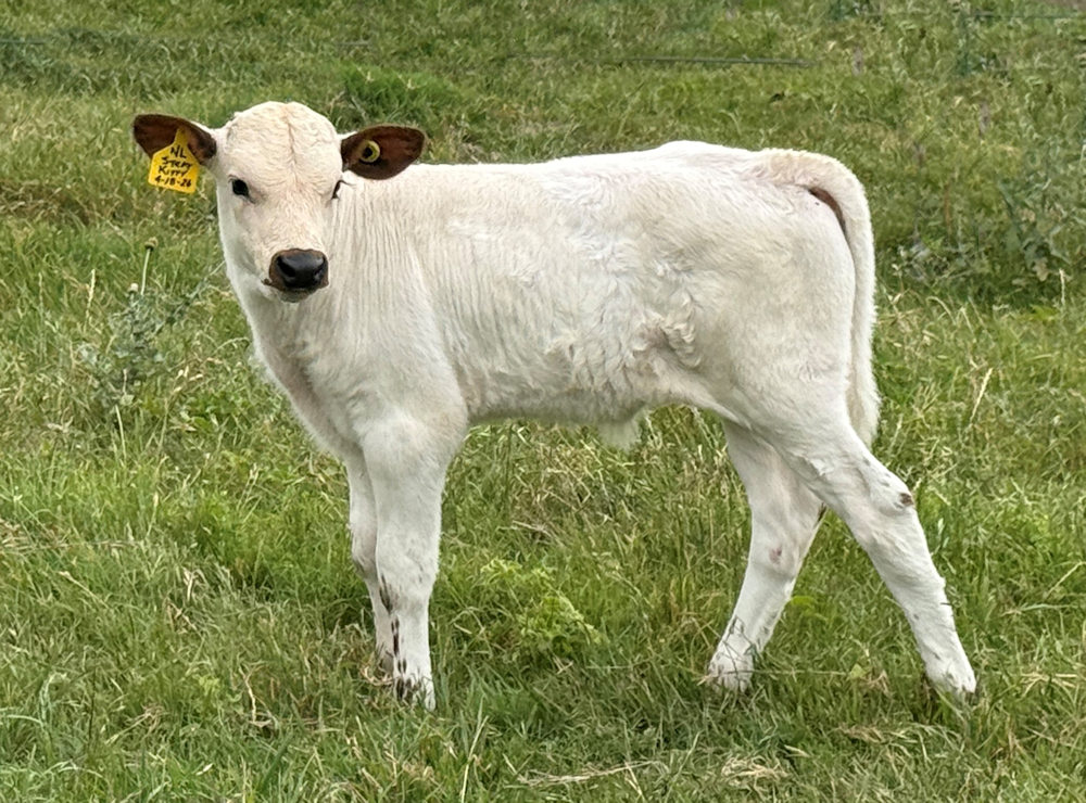 Texas Longhorn bull calf - Texas Tomcat