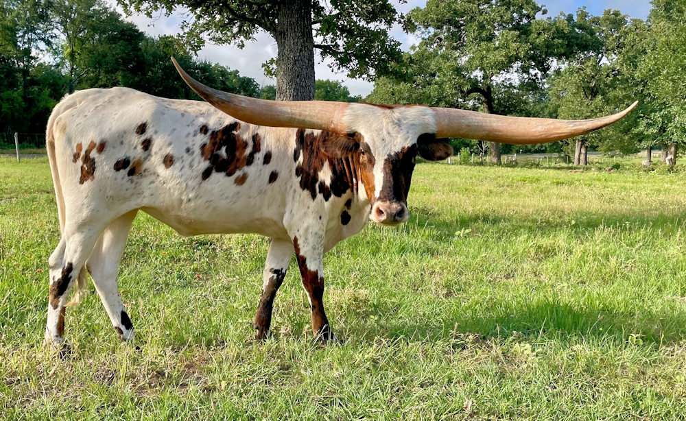 Texas Longhorn brood cow - Twinkle of Stars