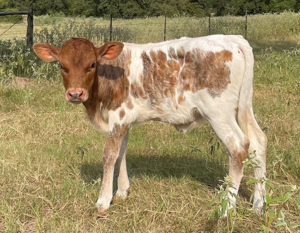 Texas Longhorn Heifer Calf - Radiant Star CALF -
