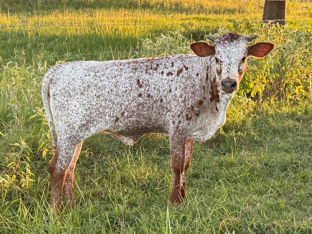 Texas Longhorn heifer calf - Rose Petals Stars