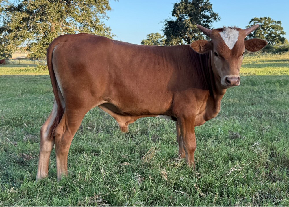 Texas Longhorn bull calf - Star Outlaw