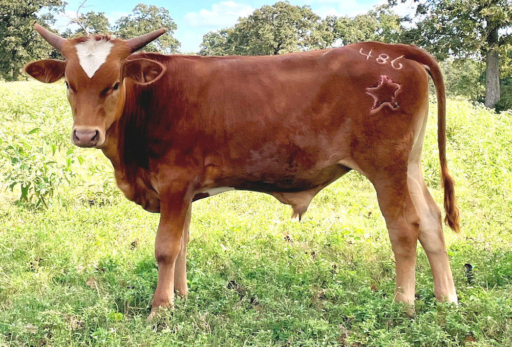 Texas Longhorn steer - Star Outlaw