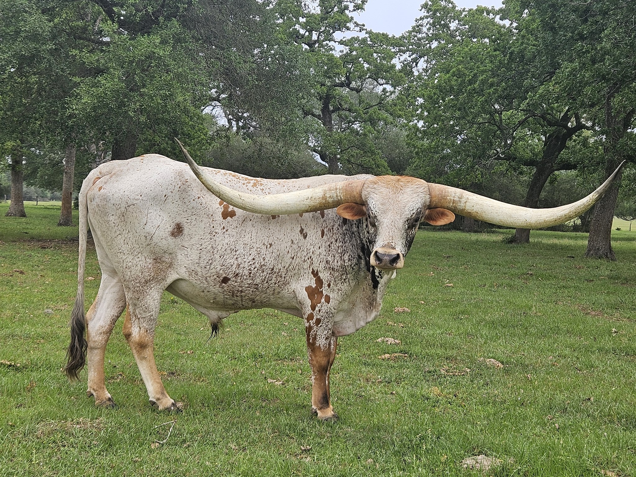Texas Longhorn Herd Sire - WO Bolo Shot