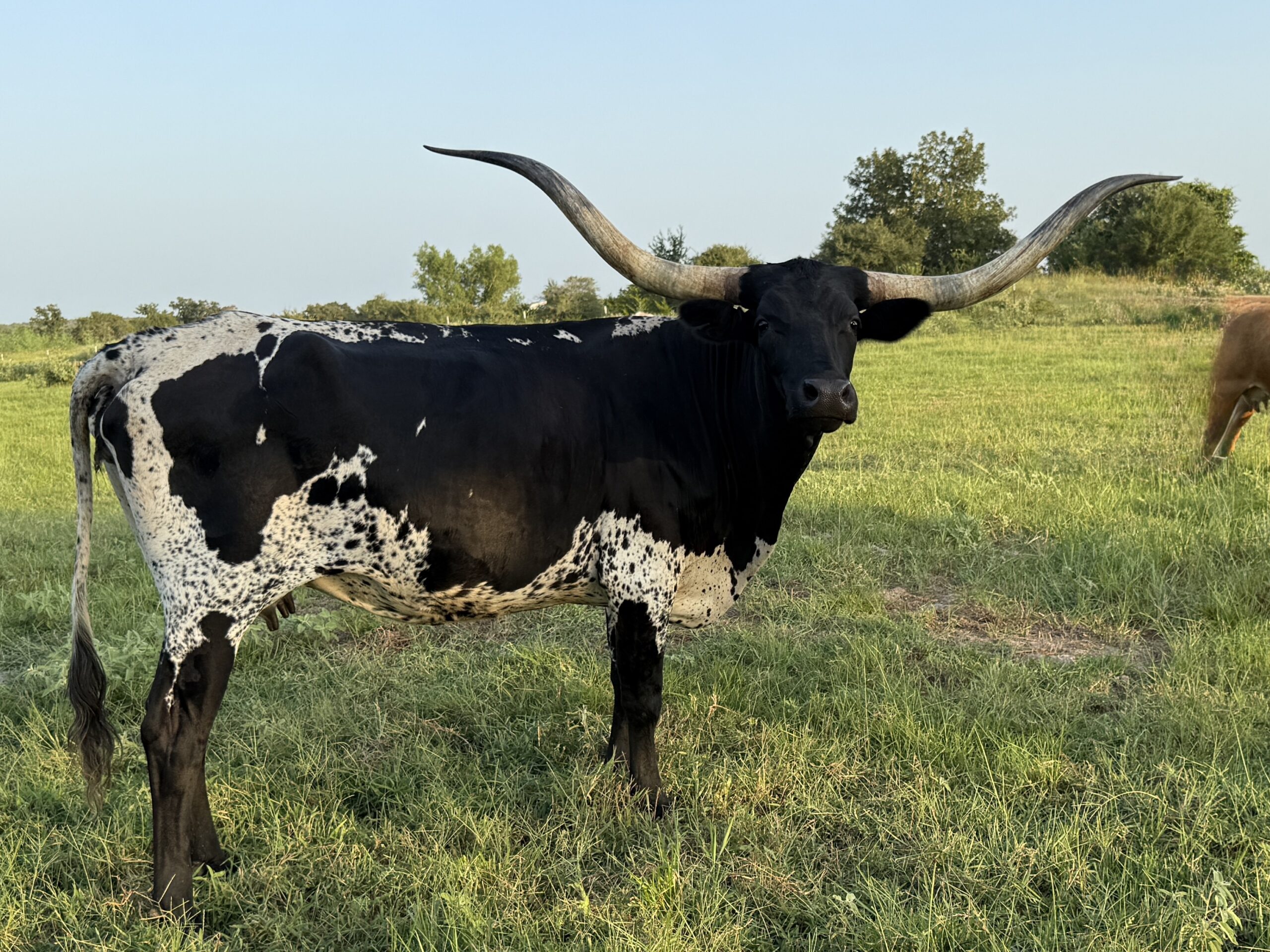 Texas Longhorn brood cow - HL Warrior's Candy Cane