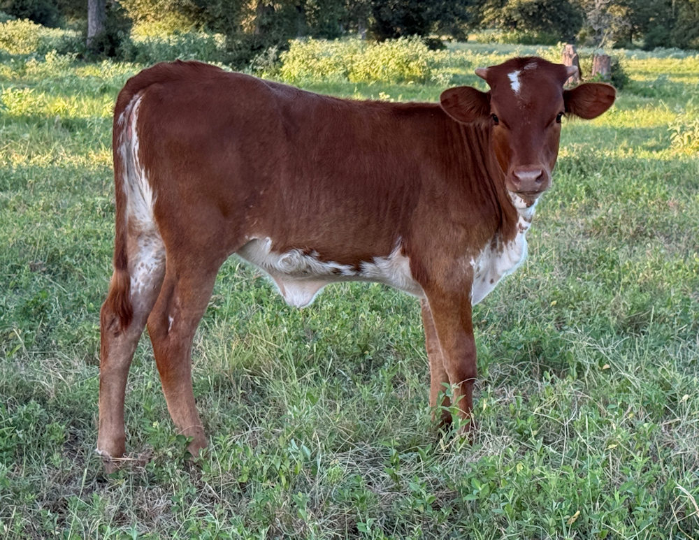 Texas Longhorn heifer calf - Dewberry Star