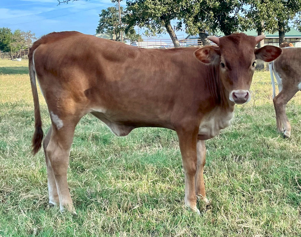 Texas Longhorn Heifer calf - Fascinated by Stars