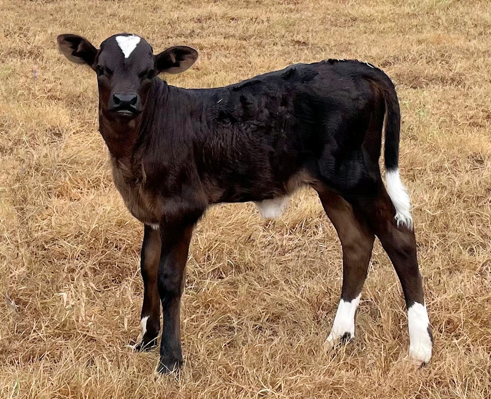 Texas Longhorn heifer calf - Show Me the Stars