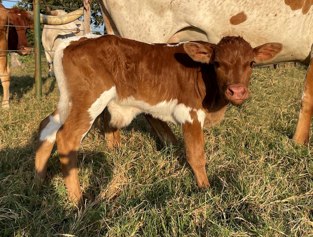 Texas Longhorn bill claves - Star Guardian