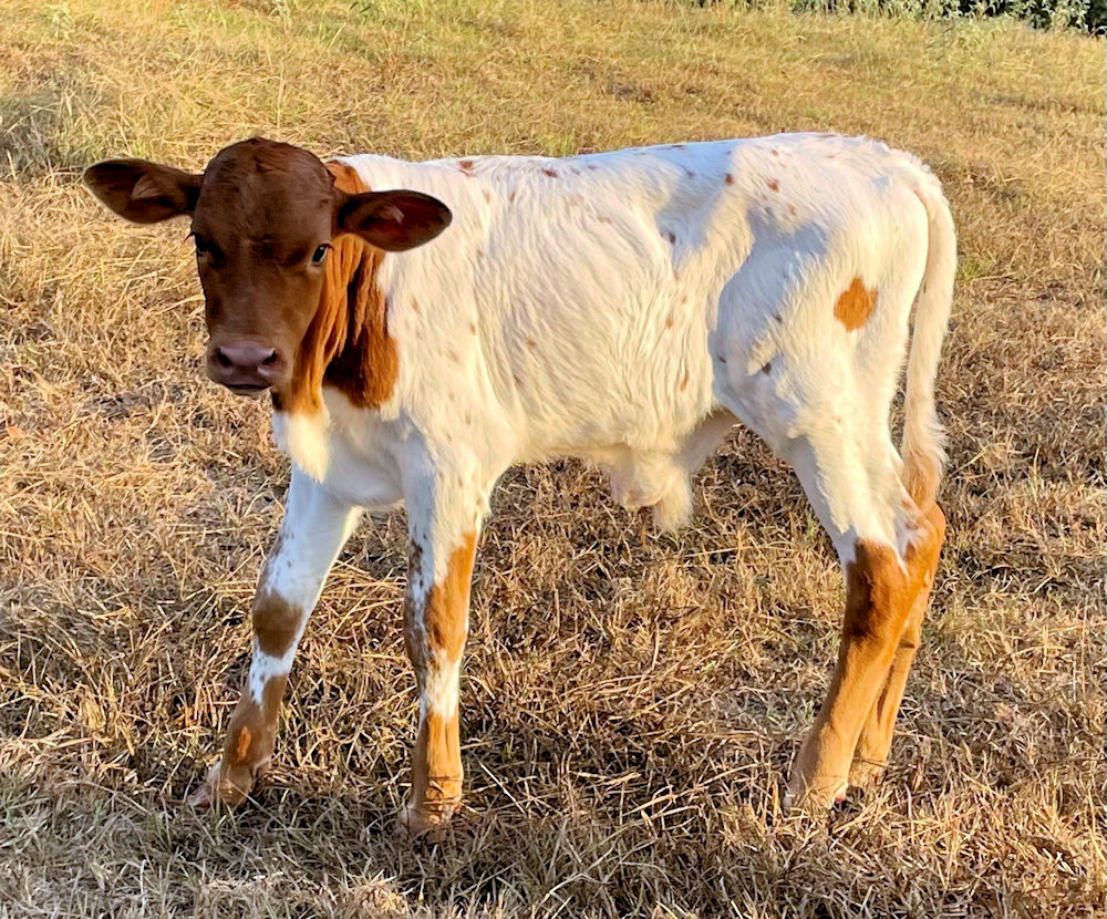 Texas Longhorn bull calf - Star Justify