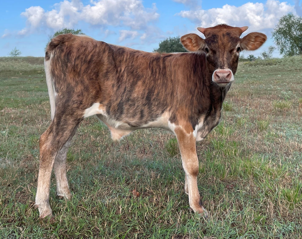 Texas Longhorn bull calf - Independence Star 250