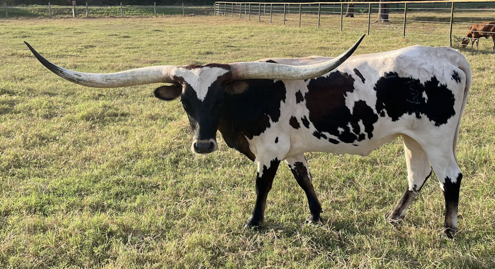 Texas Longhorn heifer - Stars Collide